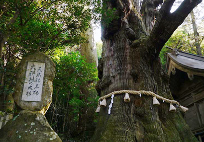 Trees of Ogo Shrine